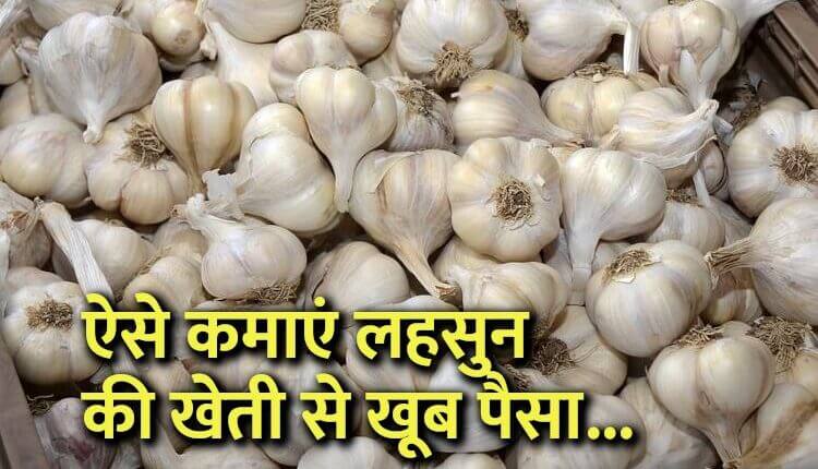 garlic lehsun ki kheti me paise kaise kamaye organic farming 750x430 1
